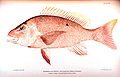 Image 35Red snapper, are generalized reef feeders with standard jaw and mouth structures that allow them to eat almost anything, though they prefer small fish and crustaceans. (from Coral reef fish)