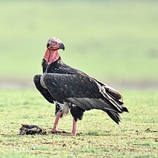 Red-headed Vulture (Sarcogyps calvus) with prey
