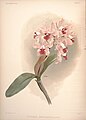 Cattleya amethystoglossa plate 47 in: Frederick Sander: Reichenbachia I second series (1892)