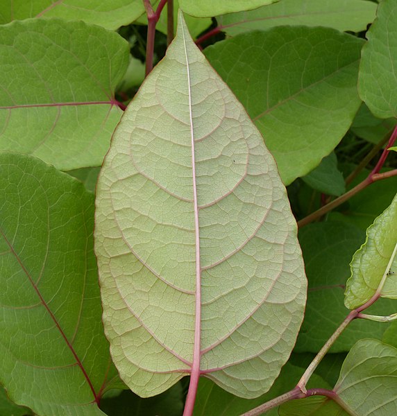 File:Reynoutria x bohemica leaf (21).jpg