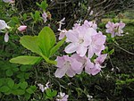 Rhododendron schlippenbachii 3.JPG
