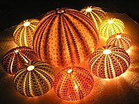 Mediterranean lighted Sea urchins