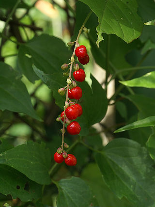 <i>Rivina humilis</i> Species of flowering plant