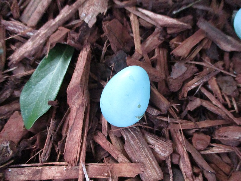 File:Robin Egg on Ground.jpg