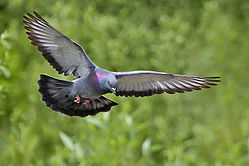 Columba livia