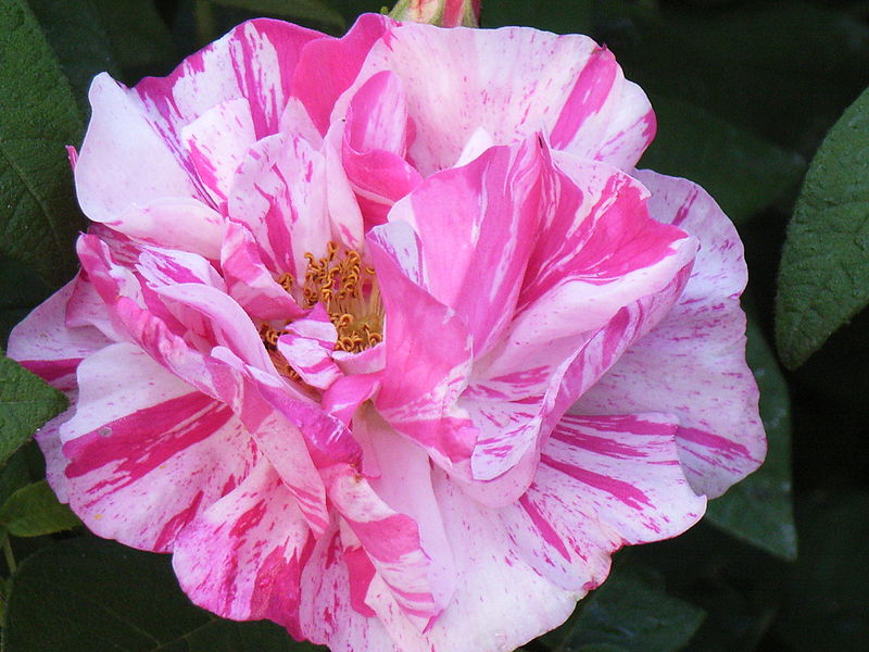 File:Rose- Rosa Mundi.JPG