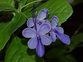 <i>Rotheca</i> Genus of flowering plants