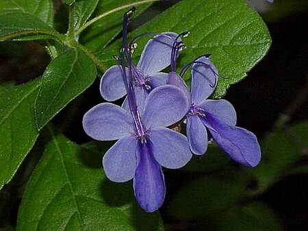 Clerodendrum myricoides