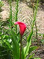 Roze nl:Calla