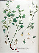 Rumex scutatus — Flora Batava — Volume v10.jpg