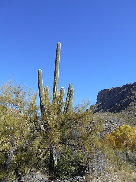 File:Saguaro Sabino Canyon.JPG