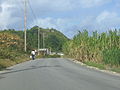 Saint Philip, Barbados 002.jpg