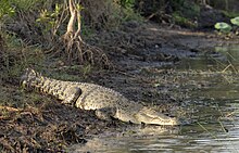 Saltwater crocodile - Wikipedia