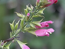 Salvia karwinskii Salvia karwinskii (Scott Zona) 001.jpg