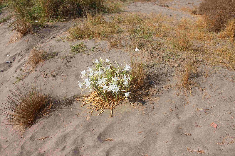 File:San Jose Blumen.JPG