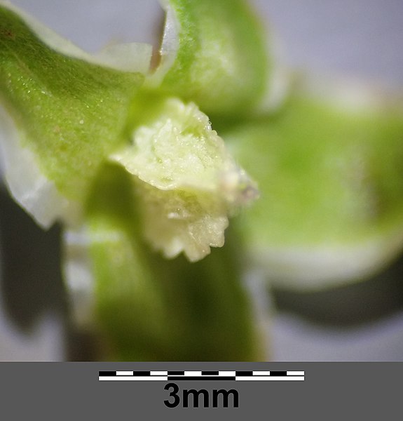 File:Sanguisorba minor subsp. balearica sl5.jpg