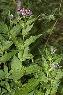 <i>Saussurea americana</i>