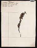 Sauvagesia erecta Aubl.  sn MNHN P-P00777937.jpg