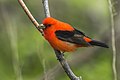 Scarlet tanager