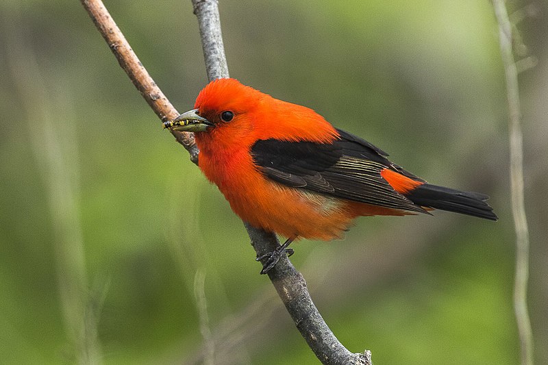 File:Scarlet Tanager - Point Pelee - Ontario 11052017-FJ0A4632 (28036926339).jpg