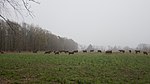 Cows on a misty paddock in Schamützelseegebiet