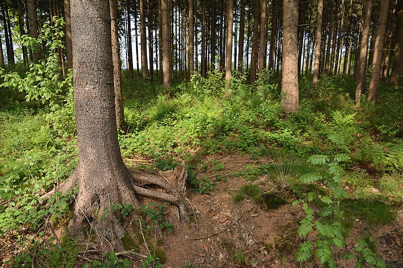 File:Schleswig-Holstein, Rosdorf, Landschaftsschutzgebiet Waldfläche Wulfshorst NIK 6404.jpg