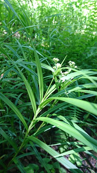 File:Scirpus polyphyllus 82100891.jpg