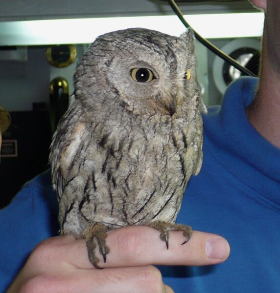 File:Screech owl named Fod.jpg