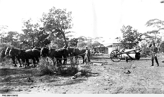 Scrub/mallee roller being used in South Australian mallee, c.1922