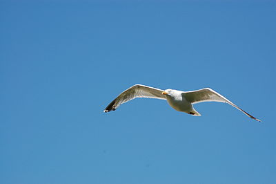 seagull in flight, France