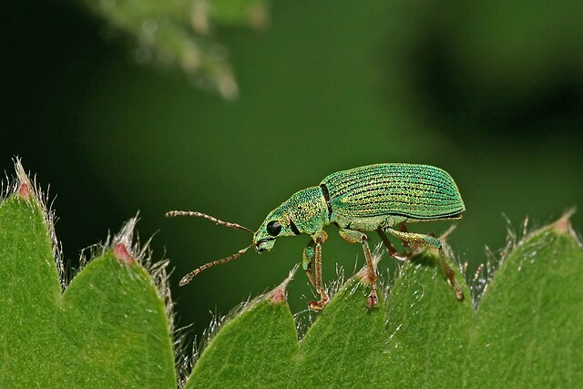 Долгоносик серебристый (Phyllobius argentatus)