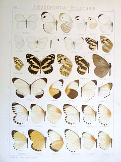 <i>Pseudopontia</i> Butterfly genus in family Pieridae