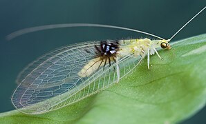 August 14: A new species of green lacewing discovered in Malaysia through a citizen scientist, an online image database, and cybertaxonomy