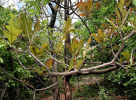 ไฟล์:Semi-looper from Noctuidae family on Terminalia bellerica W IMG 9218.jpg