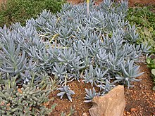 Senecio serpens.jpg