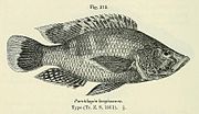 Miniatura per Serranochromis longimanus