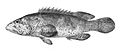 Serranus malabaricus