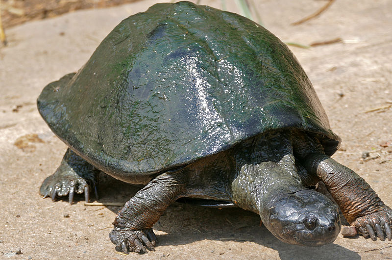 File:Serrated Hinged Terrapin (Pelusios sinuatus) (16711115324).jpg