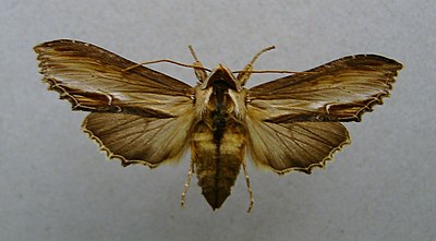 Mullein moth