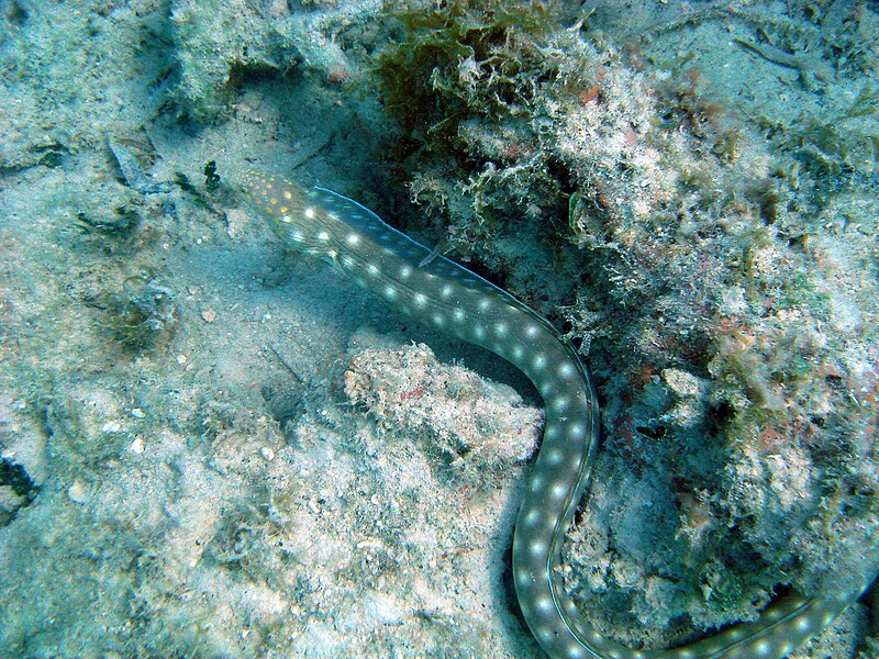 File:Sharptail Eel.jpg