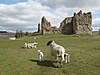 Sheep grazing in the grounds of Bewcastle - geograph.org.uk - 1874314.jpg