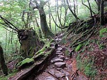 Shiratani Unsuikyo Natural Forest (31514133624).jpg