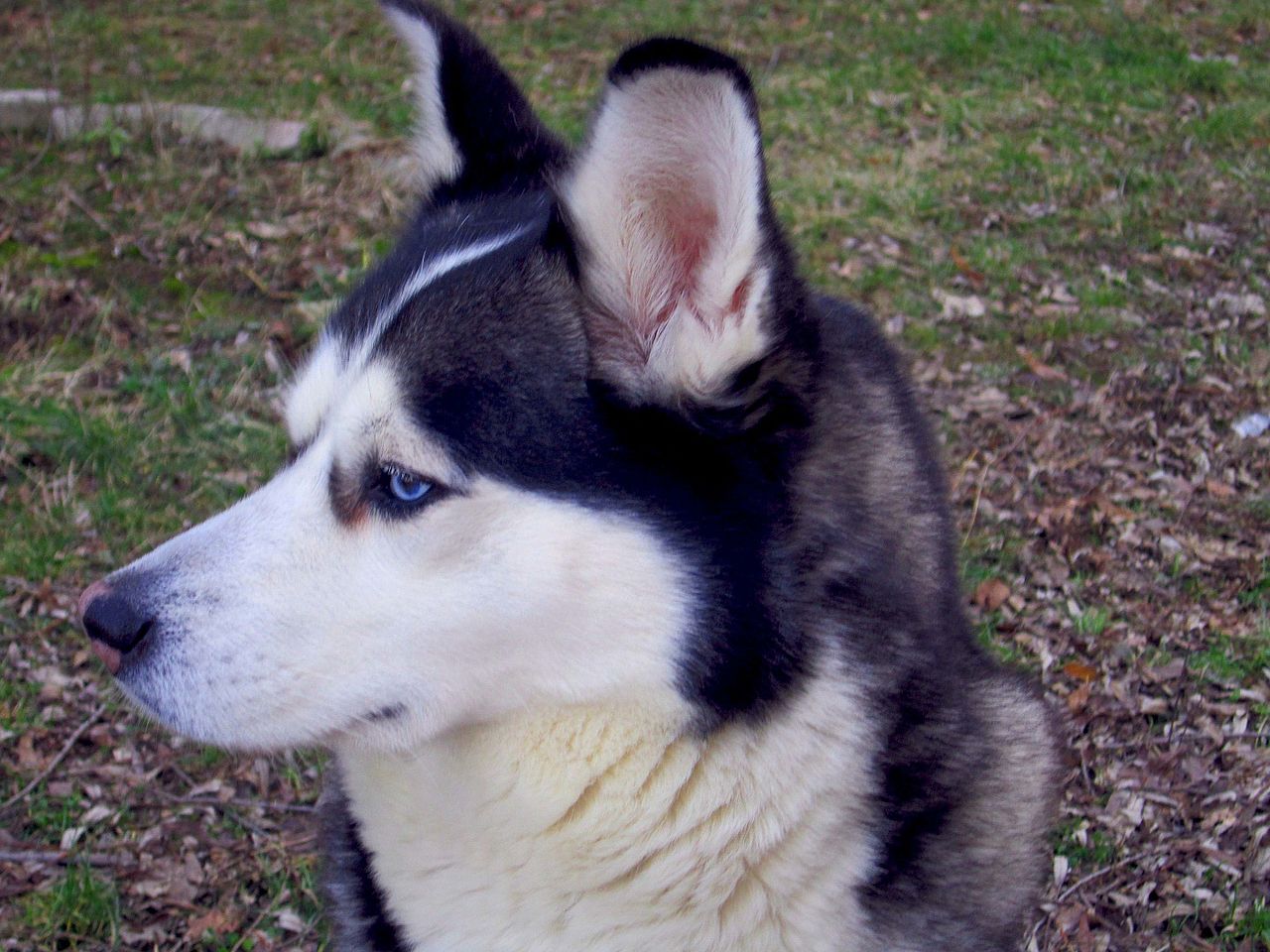 File:Siberian Husky Dog 4.jpg - Wikimedia Commons