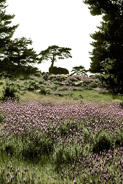 File:Sierra de Ayllón, Peña del Oso 3.jpg