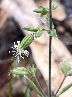 <i>Silene bridgesii</i> Species of flowering plant