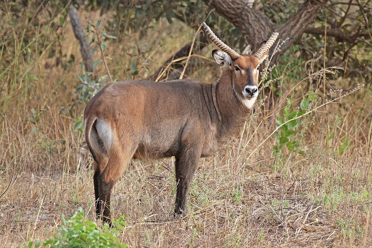 Baraka, Wiki