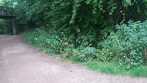 Site of Penn Halt, nothing remains but the down ramp to the former halt..jpg