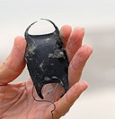 Skate Egg Case found at Smyrna Dunes Park - Flickr - Andrea Westmoreland
