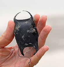 Capsule d’œuf de raie rejeté sur les plages, il en existe plusieurs types suivant les espèces[6].