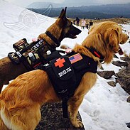 dog harness by Mission Pet 2015, Nevado de Toluca Volcano Mexico.